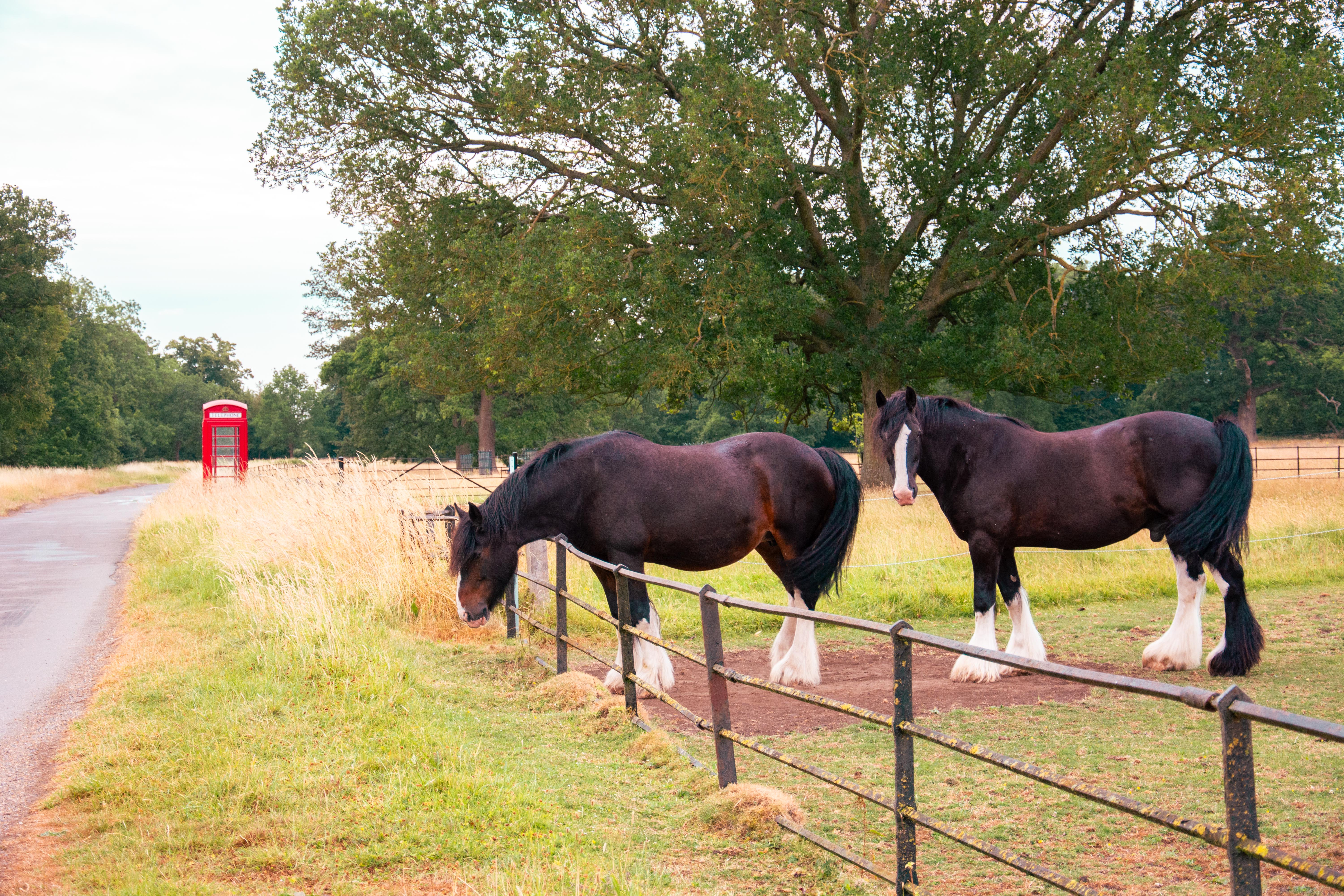 tour to Wimpole, Wimpole Cambridge, Horses, country side, road side, village, cambridgeshire, red telephone box, horse eating grasses, stable, black & white horse, tour, taxi, chauffeur, sightseeing